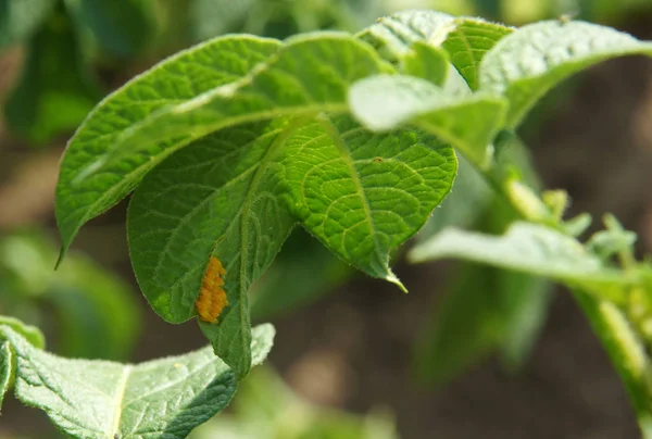 Colorado Patates böceği yumurta