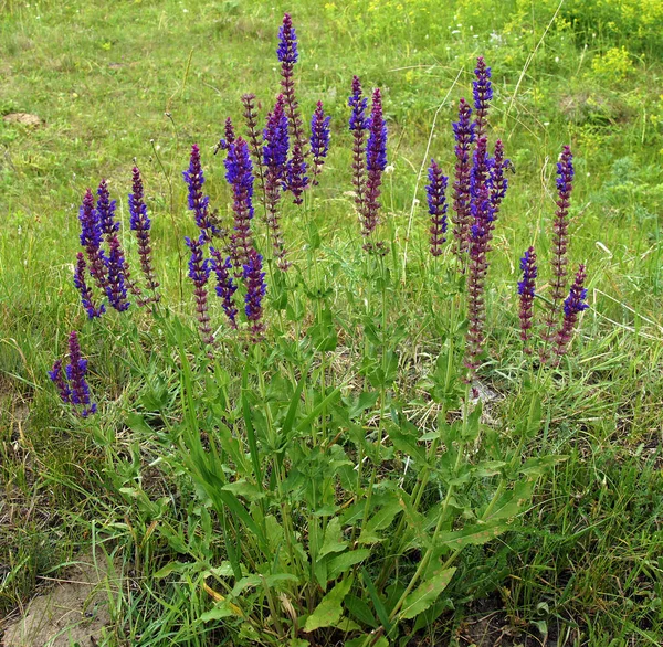 Mavi Ada çayı çiçekler