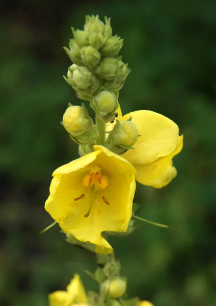 Mullein negro o Mullein oscuro —  Fotos de Stock