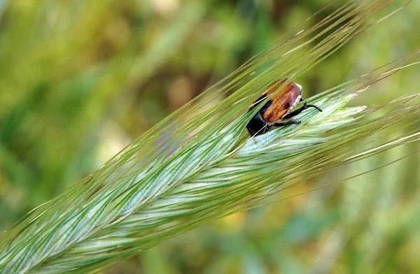 Getreidekäfer anisoplia austriaca — Stockfoto