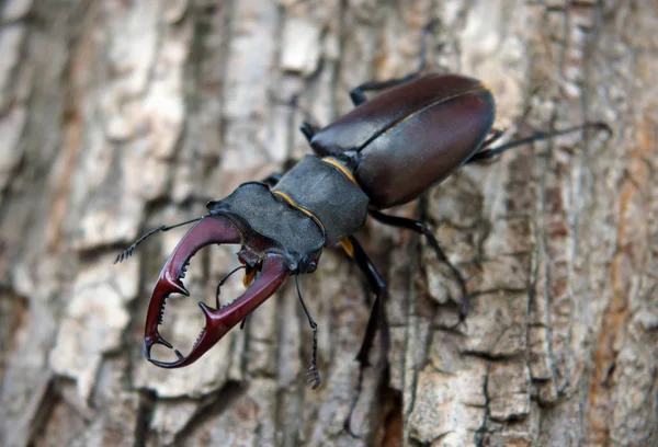 Stag beetle Lucanus cervus — Stock Photo, Image