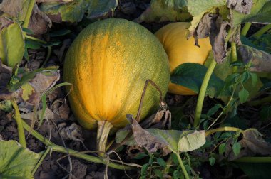 Kabak bitki parçası