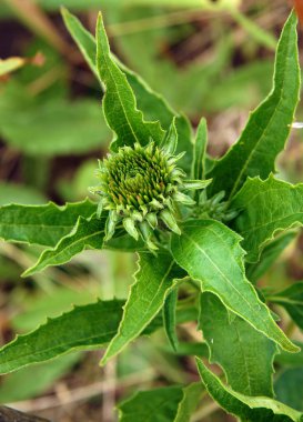 Echinacea purpurea çiçekler