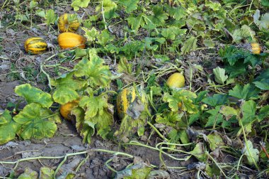 Büyüyen genç kabaklar 