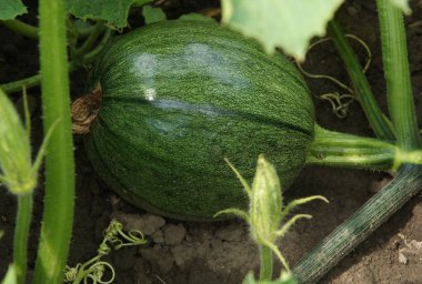 Kabak bitki parçası