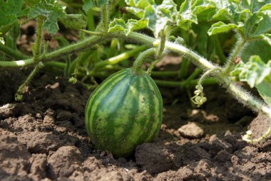 Sebze yatak genç karpuz
