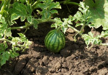 Sebze yatak genç karpuz