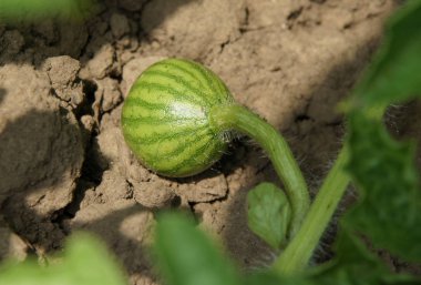 Sebze yatak genç karpuz
