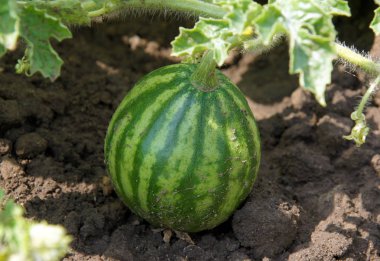 Sebze yatak genç karpuz