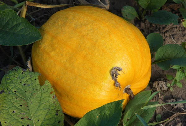 Pumpkin plant fragment — Stock Photo, Image