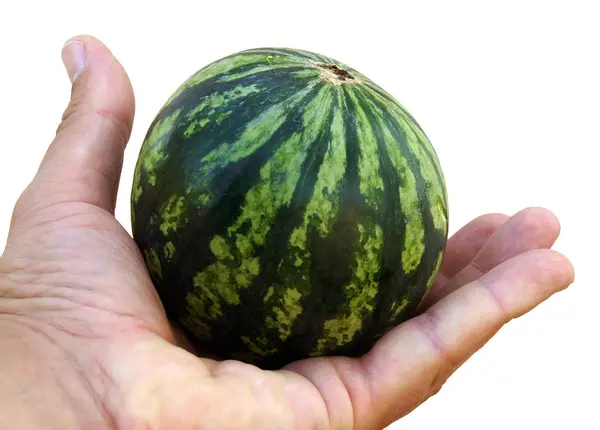 Liten randig vattenmelon — Stockfoto