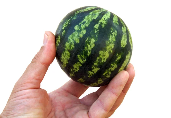 Liten randig vattenmelon — Stockfoto