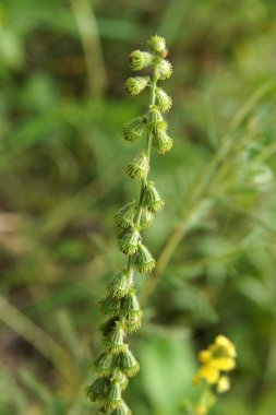 Common agrimony Agrimonia eupatoria