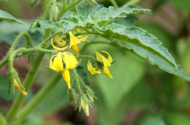 Domates bitki parçası