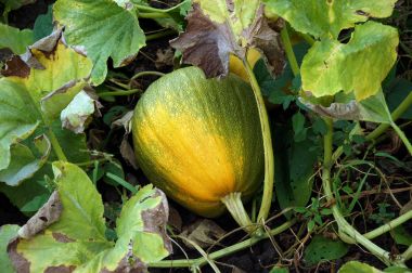 Kabak bitki parçası