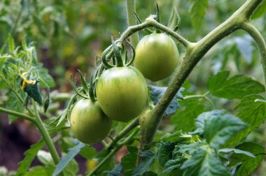 Domates bitki parçası