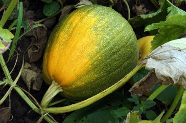 Domates bitki parçası