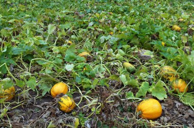 Büyüyen genç kabaklar