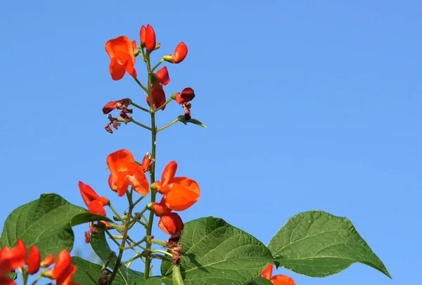 Beautiful flowers of Runner Bean Plant — Stock Photo, Image