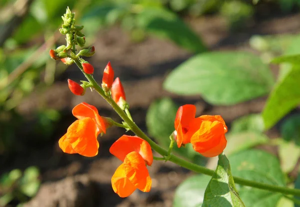 Vackra blommor av Runner Bean växt — Stockfoto