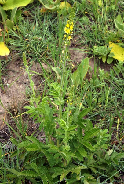Common agrimony Agrimonia eupatoria — 스톡 사진