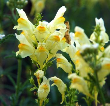 Ortak toadflax çiçek