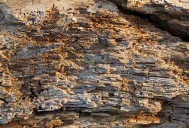 Ağaç delikleri ve burrows