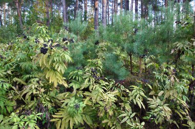 Zehirli danewort Sambucus ebulus