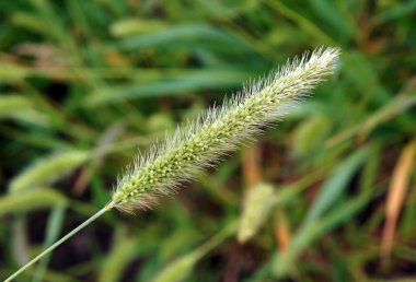 Güz Setaria viridis