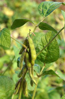 Soya bitkileri alanında