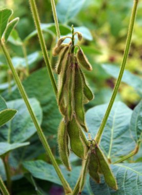 Soya bitkileri alanında