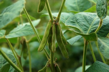 Soya bitkileri alanında