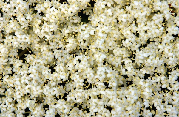 White flowers inflorescence — Stock Photo, Image