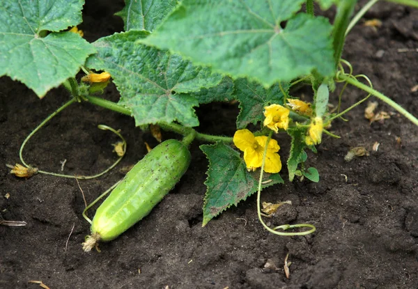 Cucumber plant with young fruits — Stock Photo, Image