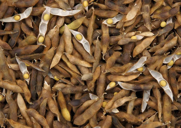 Arka plan olarak soya bakla