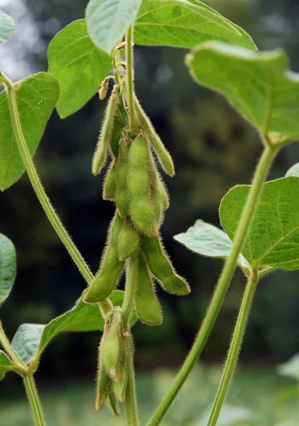 Plantas de soja em campo — Fotografia de Stock