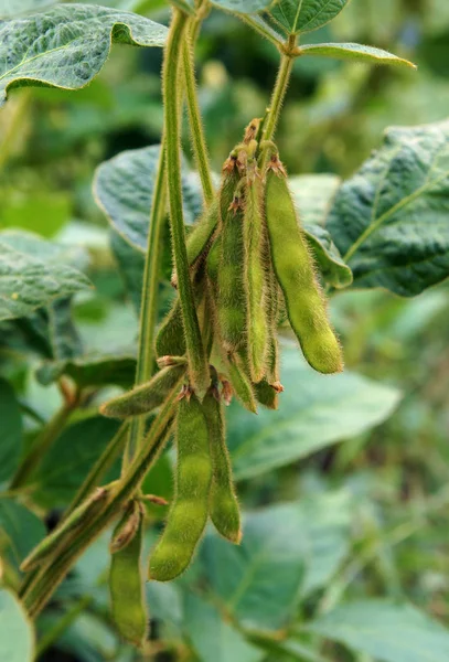 Soya bitkileri alanında