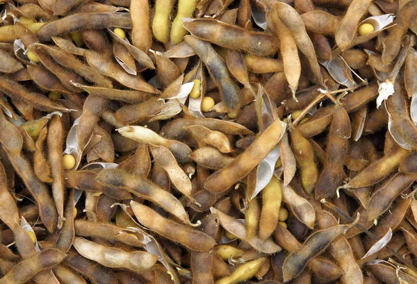 Arka plan olarak soya bakla