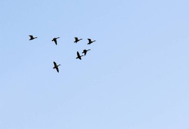 Yedi havuzumda uçuş 