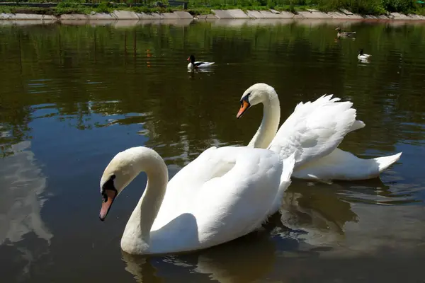 Cisnes mudos adultos — Fotografia de Stock