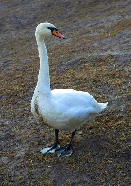 Cisne mudo adulto — Fotografia de Stock