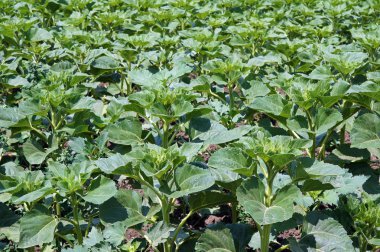 çiçekli önce ayçiçeği tarlası