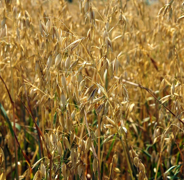 Oat on the field — Stock Photo, Image