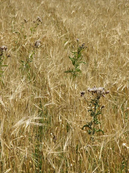 Cirsium en el campo de cebada —  Fotos de Stock