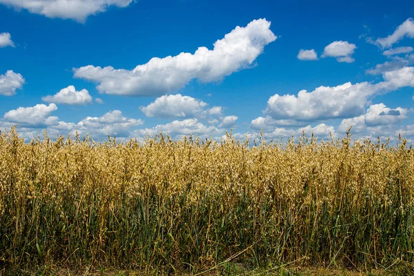 Avena en el campo —  Fotos de Stock