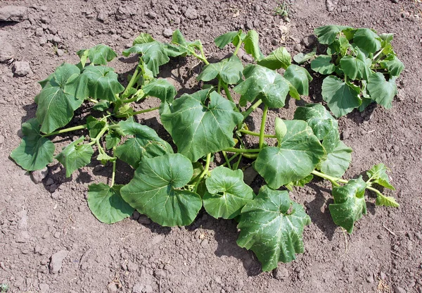 Young Pumpkin Plant — Stock Photo, Image