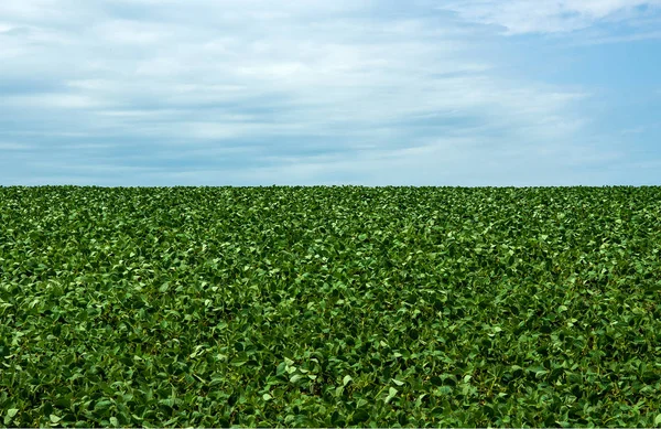 Campo de soja no verão — Fotografia de Stock