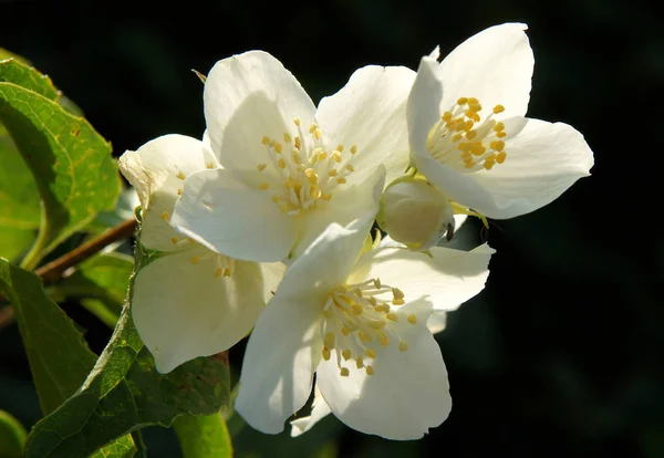 Flores de un cornejo inglés —  Fotos de Stock