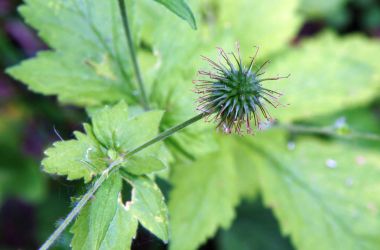 Geum urbanum seed  clipart