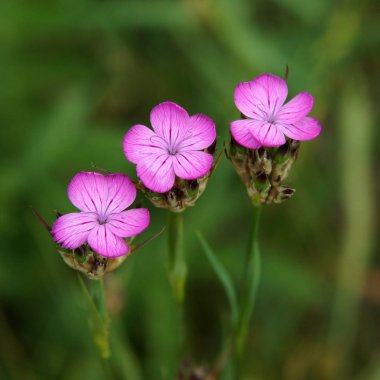Dianthus caryophyllus çiçekleri
